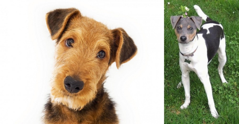 Brazilian Terrier vs Airedale Terrier - Breed Comparison
