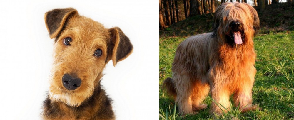 Briard vs Airedale Terrier - Breed Comparison