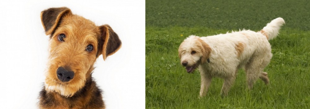 Briquet Griffon Vendeen vs Airedale Terrier - Breed Comparison