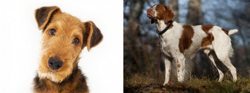 Brittany vs Airedale Terrier - Breed Comparison
