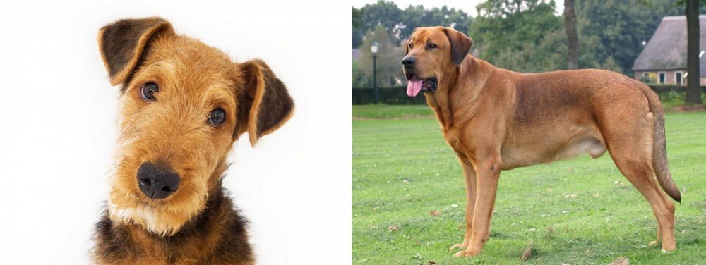 Broholmer vs Airedale Terrier - Breed Comparison