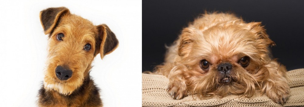 Brug vs Airedale Terrier - Breed Comparison
