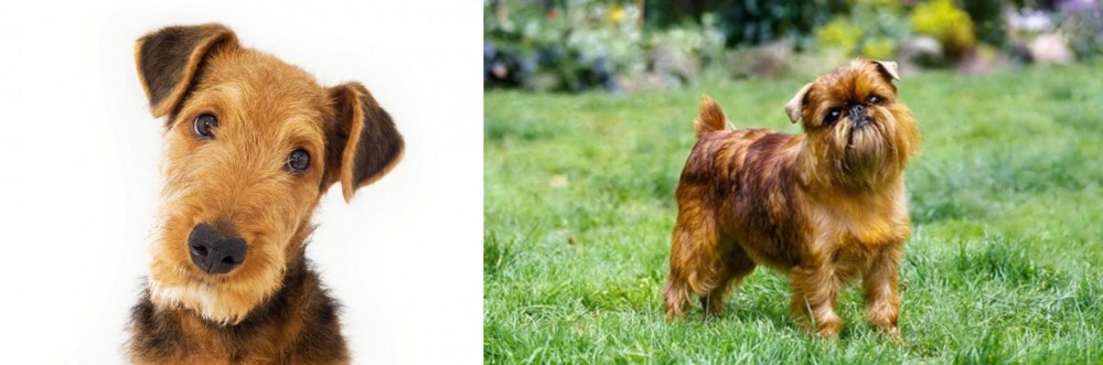 Brussels Griffon vs Airedale Terrier - Breed Comparison