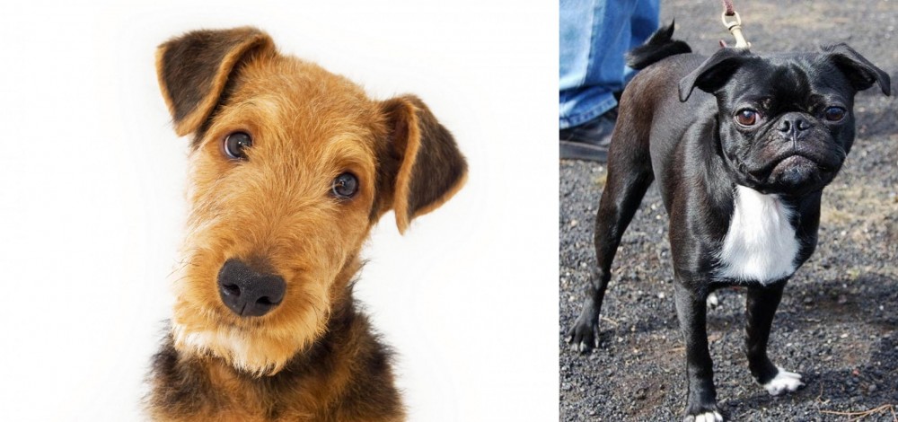 Bugg vs Airedale Terrier - Breed Comparison