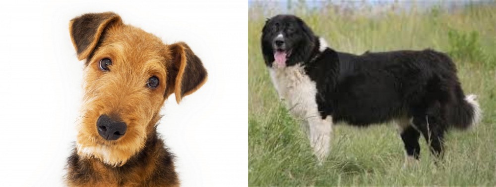 Bulgarian Shepherd vs Airedale Terrier - Breed Comparison