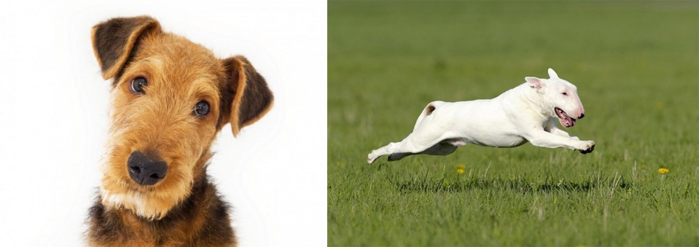 Bull Terrier vs Airedale Terrier - Breed Comparison