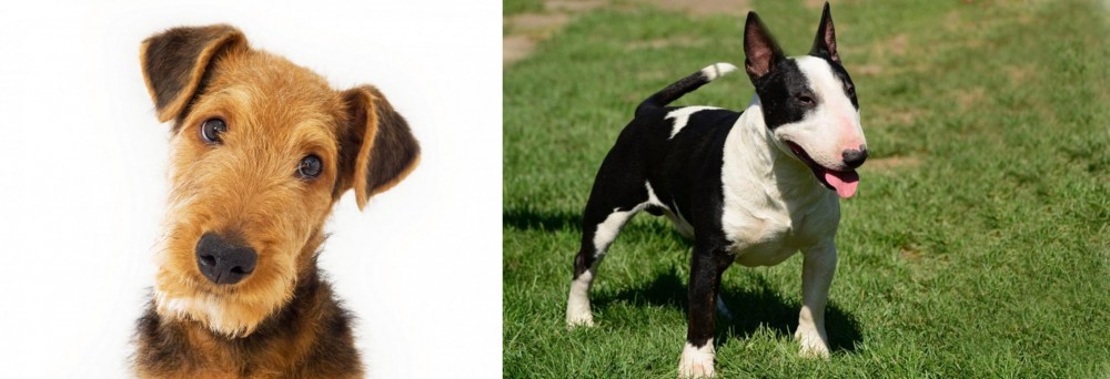 Bull Terrier Miniature vs Airedale Terrier - Breed Comparison