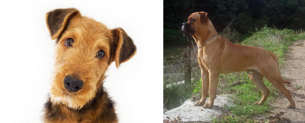 Bullmastiff vs Airedale Terrier - Breed Comparison