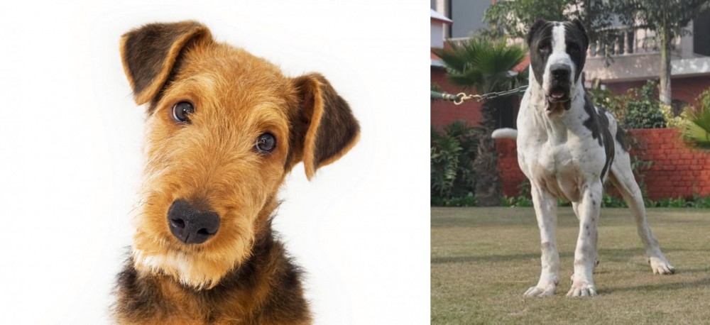 Bully Kutta vs Airedale Terrier - Breed Comparison