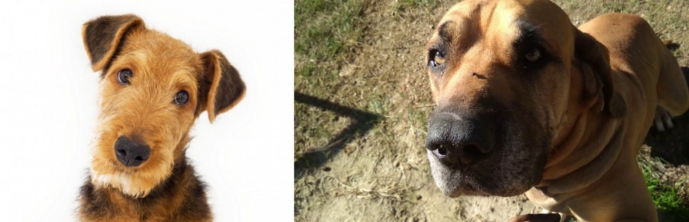 Cabecudo Boiadeiro vs Airedale Terrier - Breed Comparison