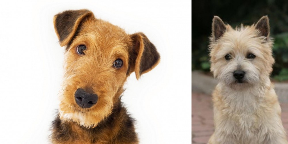 Cairn Terrier vs Airedale Terrier - Breed Comparison