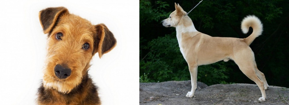 Canaan Dog vs Airedale Terrier - Breed Comparison