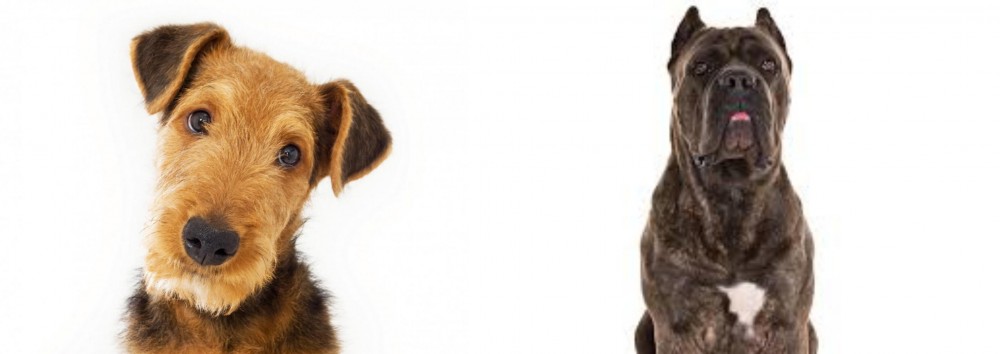 Cane Corso vs Airedale Terrier - Breed Comparison