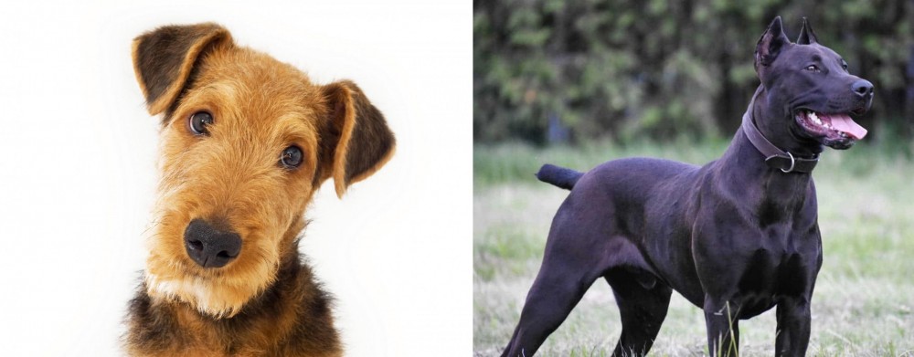 Canis Panther vs Airedale Terrier - Breed Comparison