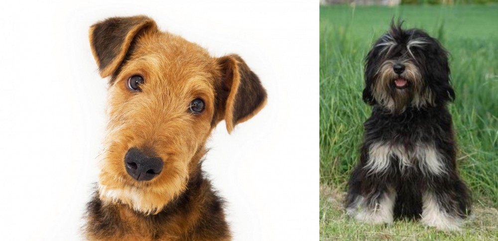Cao da Serra de Aires vs Airedale Terrier - Breed Comparison