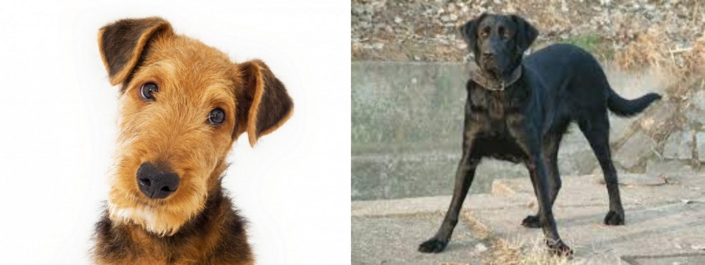 Cao de Castro Laboreiro vs Airedale Terrier - Breed Comparison