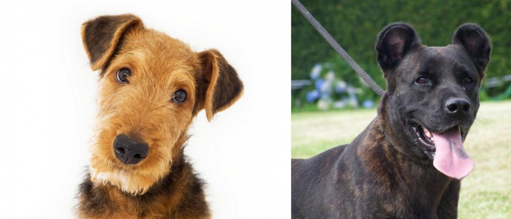 Cao Fila de Sao Miguel vs Airedale Terrier - Breed Comparison