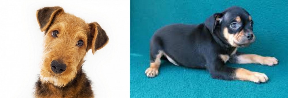 Carlin Pinscher vs Airedale Terrier - Breed Comparison