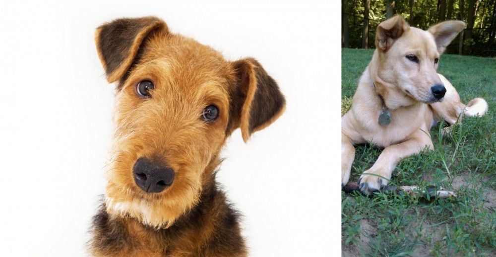 Carolina Dog vs Airedale Terrier - Breed Comparison