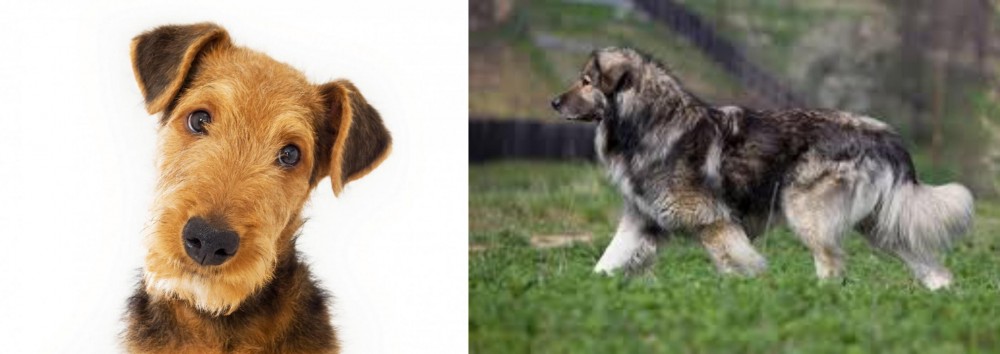Carpatin vs Airedale Terrier - Breed Comparison