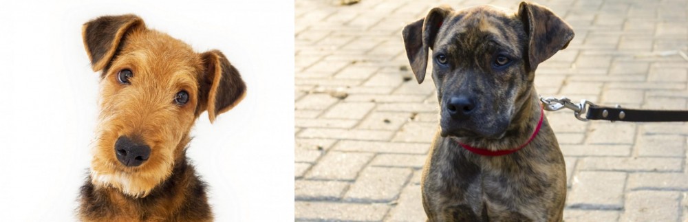 Catahoula Bulldog vs Airedale Terrier - Breed Comparison