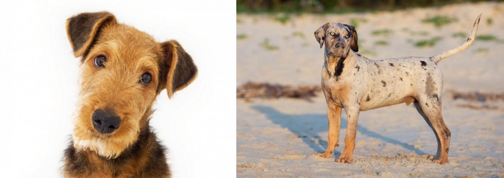 Catahoula Cur vs Airedale Terrier - Breed Comparison
