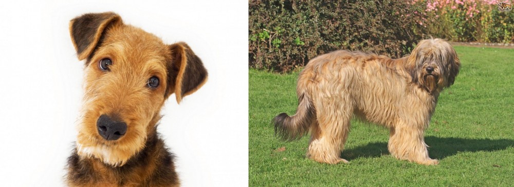 Catalan Sheepdog vs Airedale Terrier - Breed Comparison