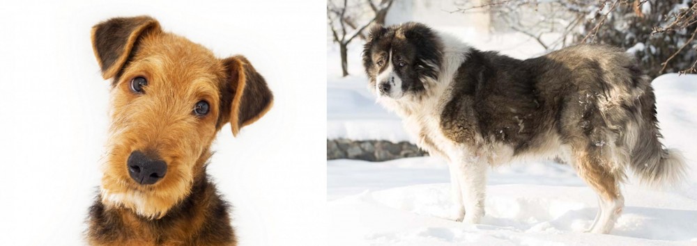 Caucasian Shepherd vs Airedale Terrier - Breed Comparison