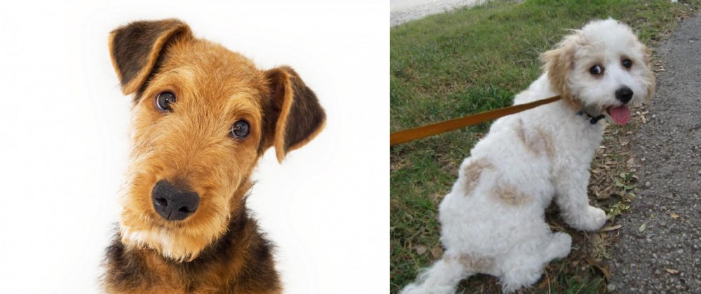 Cavachon vs Airedale Terrier - Breed Comparison