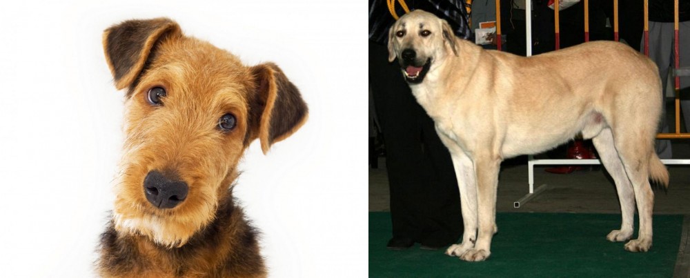 Central Anatolian Shepherd vs Airedale Terrier - Breed Comparison