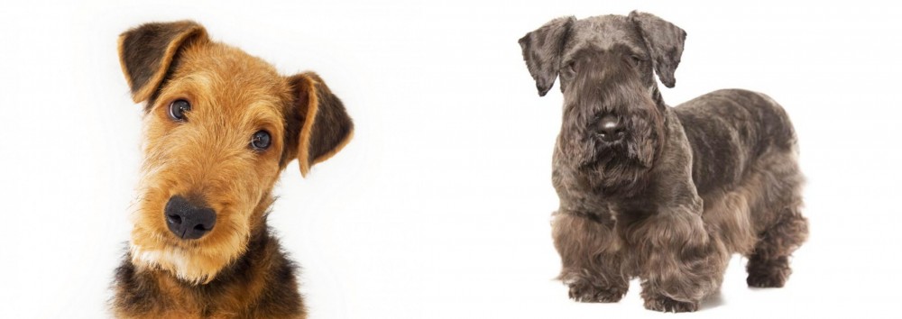 Cesky Terrier vs Airedale Terrier - Breed Comparison