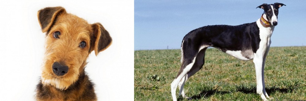 Chart Polski vs Airedale Terrier - Breed Comparison
