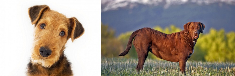 Chesapeake Bay Retriever vs Airedale Terrier - Breed Comparison