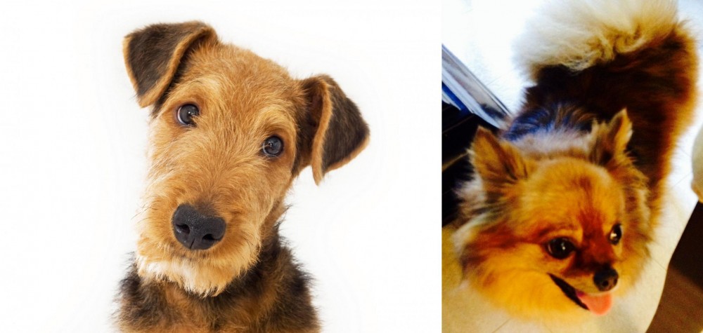 Chiapom vs Airedale Terrier - Breed Comparison