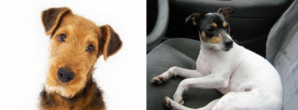 Chilean Fox Terrier vs Airedale Terrier - Breed Comparison