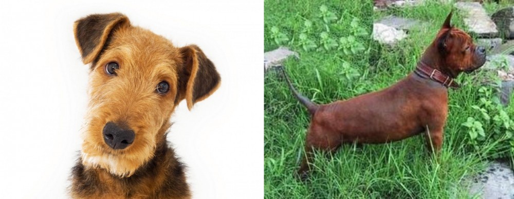 Chinese Chongqing Dog vs Airedale Terrier - Breed Comparison