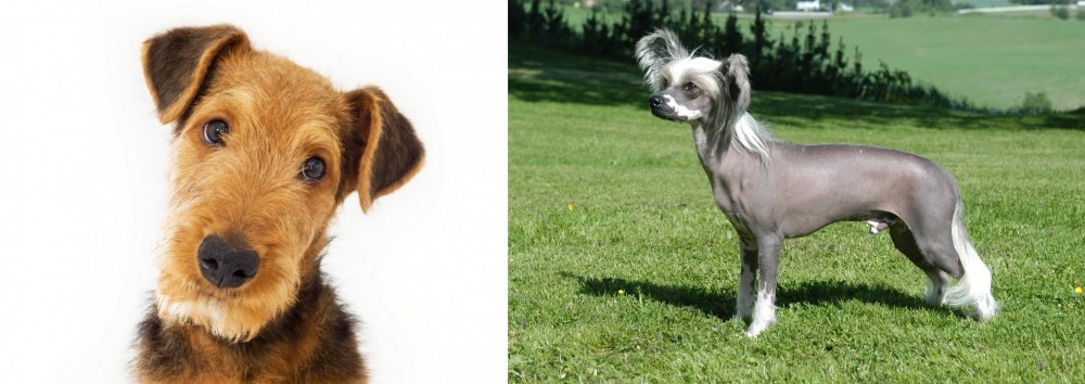 Chinese Crested Dog vs Airedale Terrier - Breed Comparison