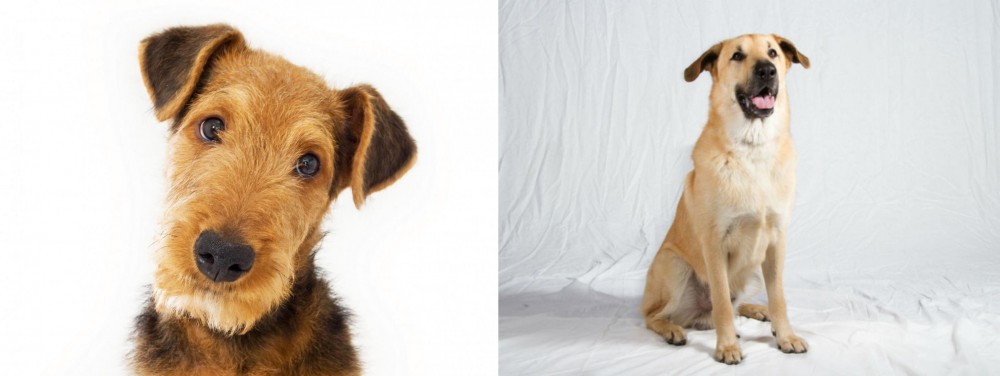 Chinook vs Airedale Terrier - Breed Comparison