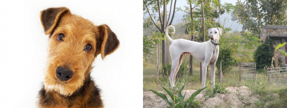 Chippiparai vs Airedale Terrier - Breed Comparison