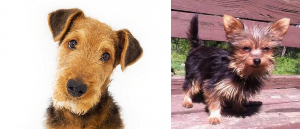 Chorkie vs Airedale Terrier - Breed Comparison