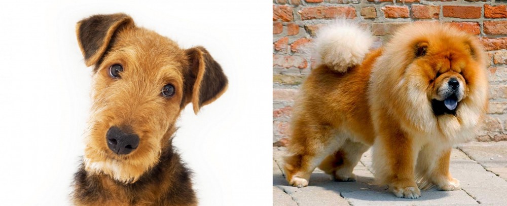 Chow Chow vs Airedale Terrier - Breed Comparison