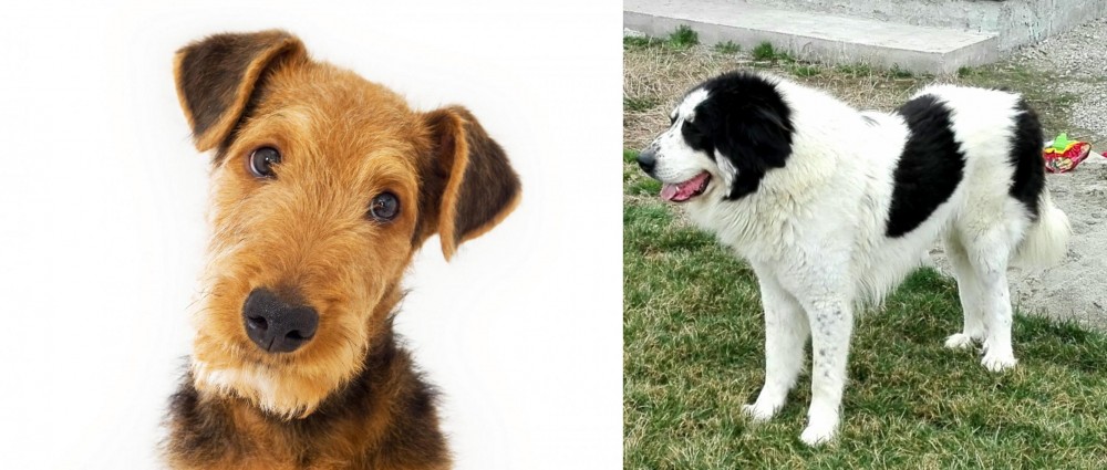 Ciobanesc de Bucovina vs Airedale Terrier - Breed Comparison