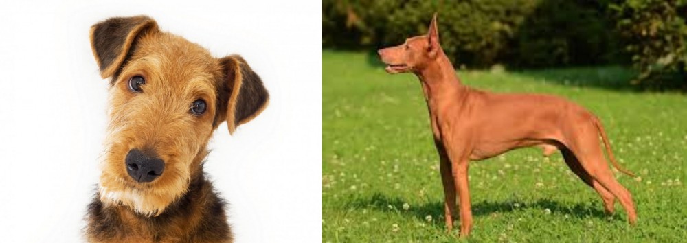 Cirneco dell'Etna vs Airedale Terrier - Breed Comparison