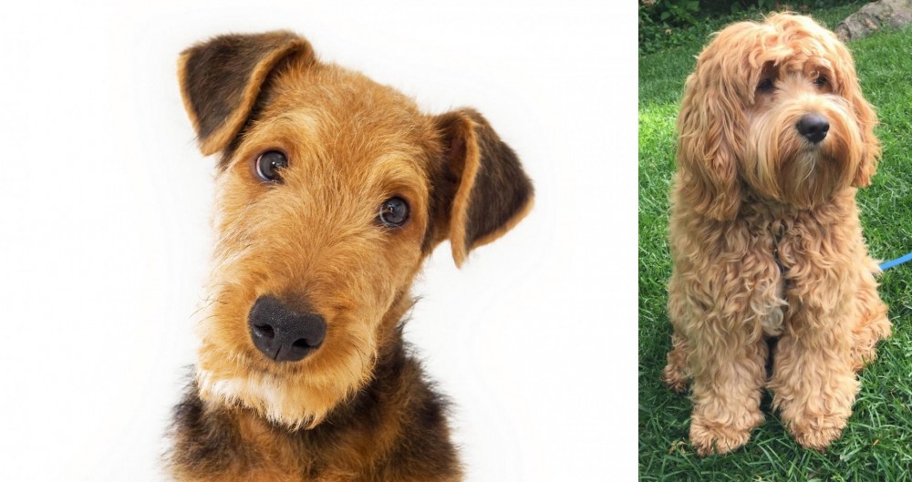 Cockapoo vs Airedale Terrier - Breed Comparison