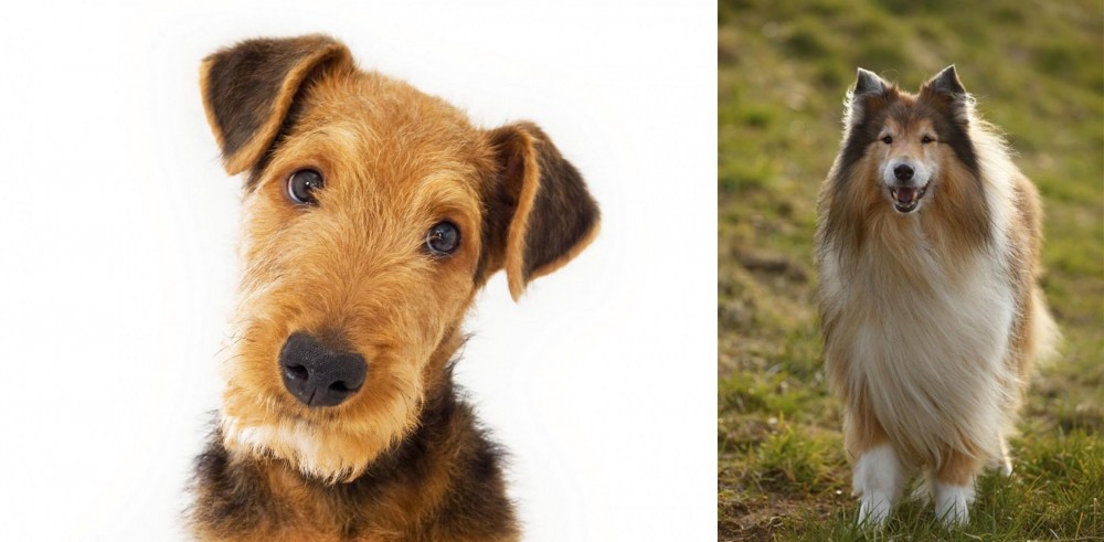 Collie vs Airedale Terrier - Breed Comparison
