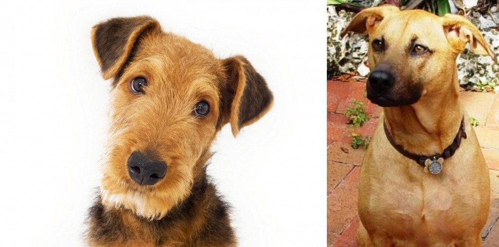 Combai vs Airedale Terrier - Breed Comparison