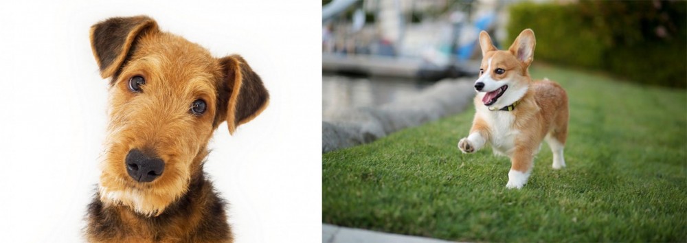 Corgi vs Airedale Terrier - Breed Comparison