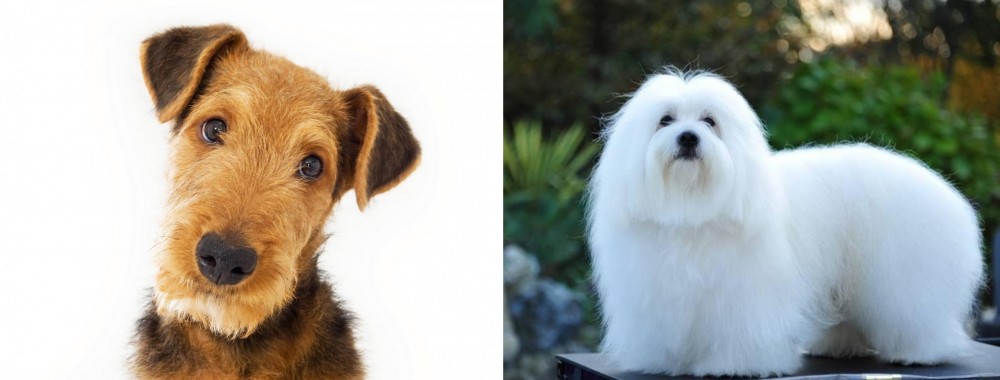 Coton De Tulear vs Airedale Terrier - Breed Comparison