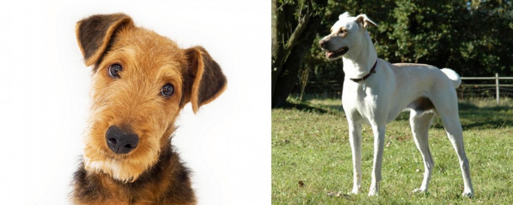 Cretan Hound vs Airedale Terrier - Breed Comparison