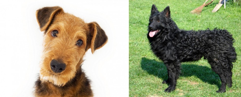 Croatian Sheepdog vs Airedale Terrier - Breed Comparison